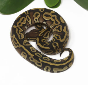 16-4B-Leopard-Mojave_2025-300x288 16-4B Leopard Mojave_2025