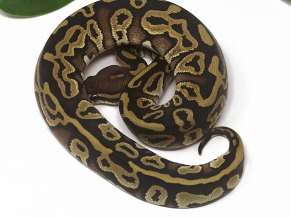Leopard Mojave (Female)