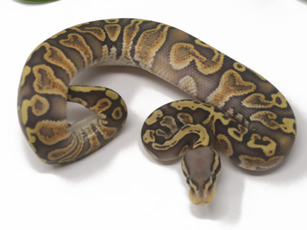 GHI Pastel Ghost Poss Het Tristripe (Male)
