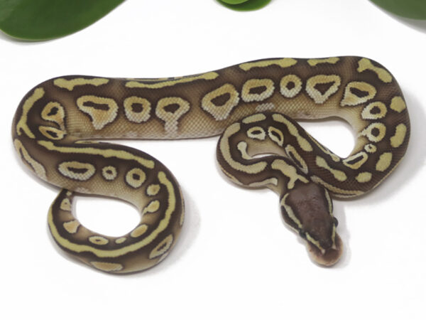 Pastel Butter (Male)