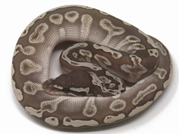 GHI Butter Poss Het Tristripe (Male)