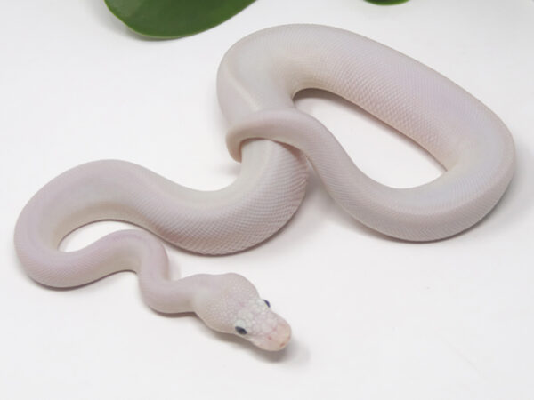 Ivory Leopard Combo Poss het Clown gstripe (Male)