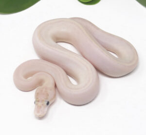 16-7B-Ivory-Combo-Poss-het-Clown-gstripe_2025-300x278 16-7B Ivory Combo Poss het Clown gstripe_2025