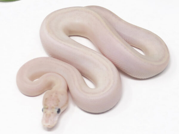 Ivory Combo Poss het Clown gstripe (Male)
