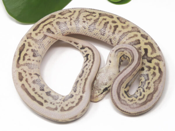 Leopard Spotnose Super Pastel YB Poss het Clown gstripe (Male)