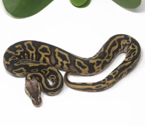 16-8A-Leopard-Pastel-YB-Poss-het-Clown-gstripe_2025-300x260 16-8A Leopard Pastel YB Poss het Clown gstripe_2025