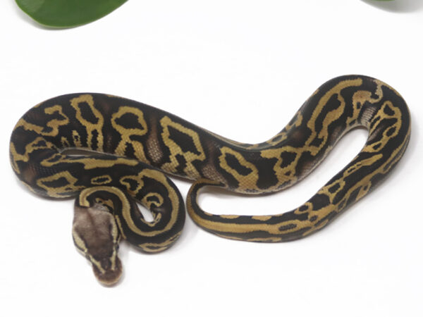 Leopard Pastel YB Poss het Clown gstripe (Male)