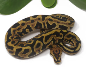 16-8B-Leopard-Spotnose-YB-Poss-het-Clown-gstripe_2025-300x272 16-8B Leopard Spotnose YB Poss het Clown gstripe_2025