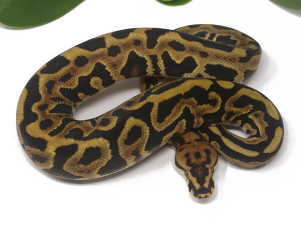 Leopard Spotnose YB Poss het Clown gstripe (Male)