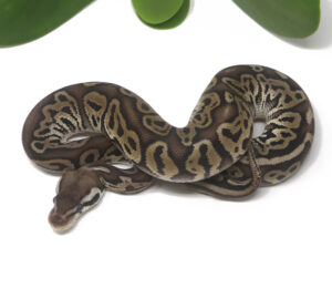 16-9A-Pewter_2025-300x270 16-9A Pewter_2025