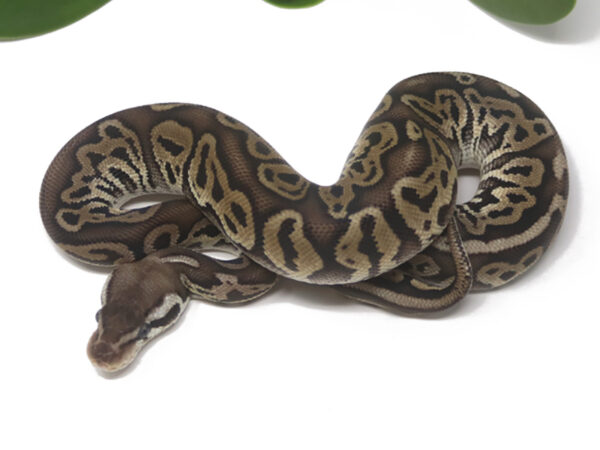 Pewter (Female)
