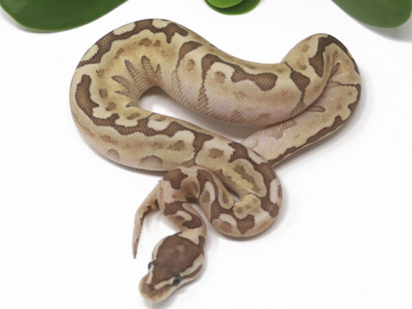 Bamboo Enchi (Female)