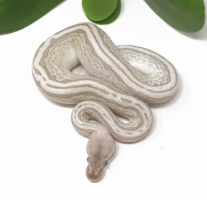 16-9C-Bamboo-Leopard-Pewter-HGW_2025-300x291 16-9C Bamboo Leopard Pewter HGW_2025