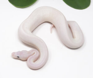 17-10C-Blue-Eye-Leucistic_2025-300x251 17-10C Blue Eye Leucistic_2025