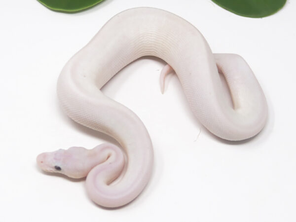 Blue Eye Leucistic (Male)