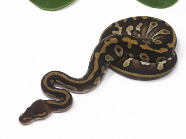 Raven Mojave (Female)