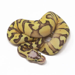 17-11C-Super-Pastel-Enchi-YB_2025-300x300 17-11C Super Pastel Enchi YB_2025