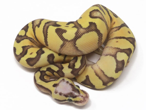 Super Pastel Enchi YB (Female)