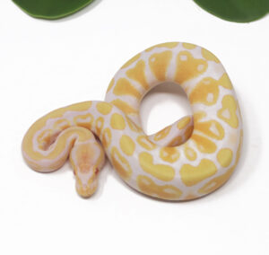 17-13A-Albino_2025-300x284 17-13A Albino_2025