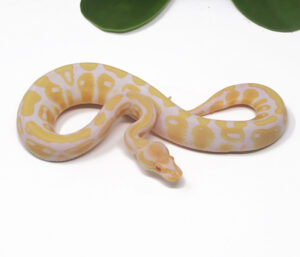 17-13C-Albino_2025-300x257 17-13C Albino_2025