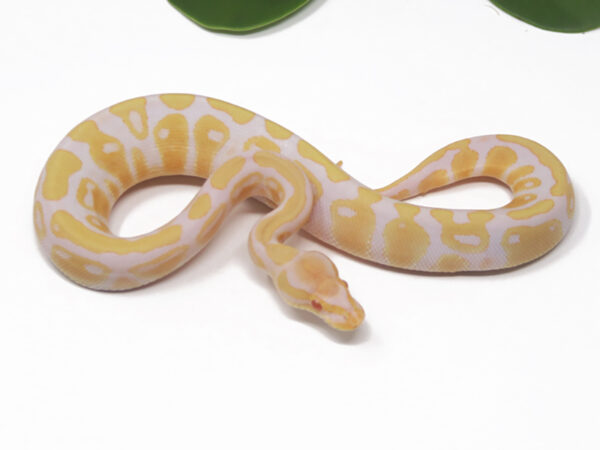 Albino (Female)