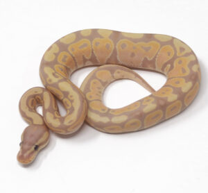 17-3A-Banana_2025-300x278 17-3A Banana_2025