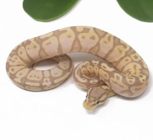 17-3B-Banana-Pastel_2025-300x275 17-3B Banana Pastel_2025