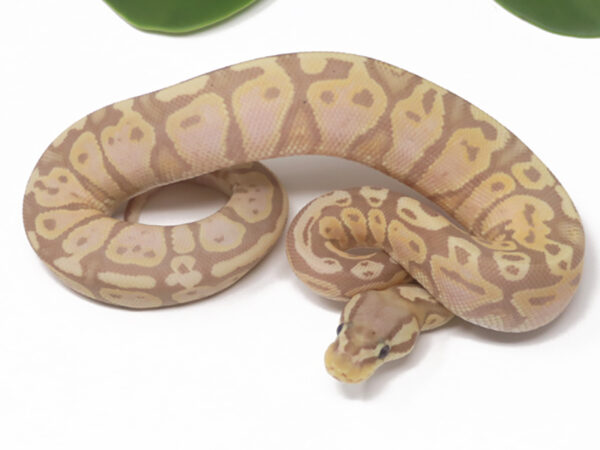 Banana Pastel (Female)