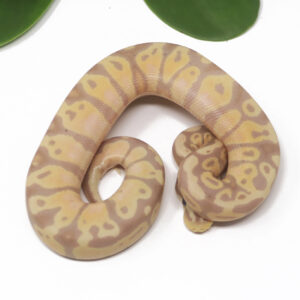 17-3C-Banana-Pastel_2025-300x300 17-3C Banana Pastel_2025