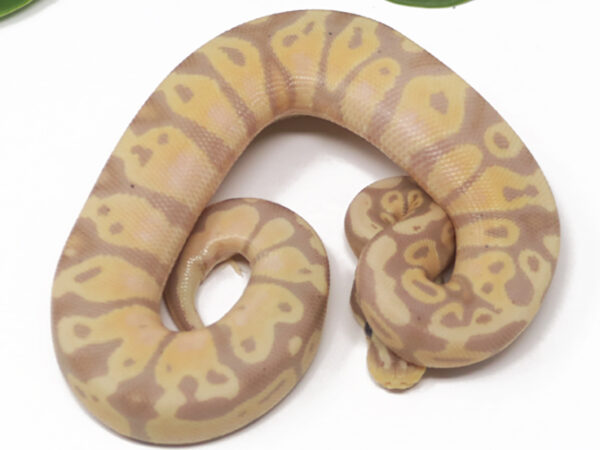 Banana Pastel (Male)