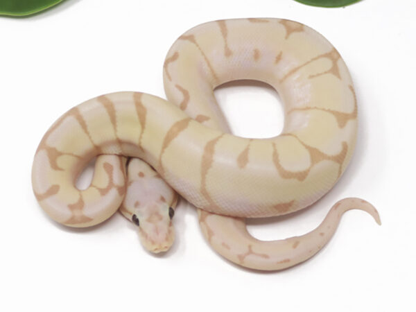 Banana Enchi Bee (Male)