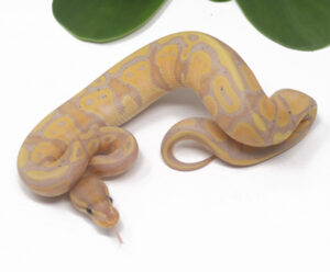 17-6A-Banana-Het-Pied_2025-300x248 17-6A Banana Het Pied_2025