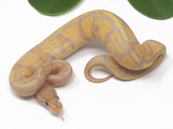 Banana Het Pied (Female)