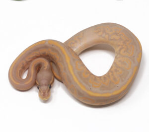 17-6B-Banana-Black-Pastel-Het-Pied_2025-300x266 17-6B Banana Black Pastel Het Pied_2025