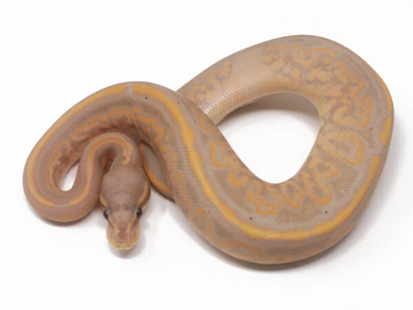 Banana Black Pastel Het Pied (Female)