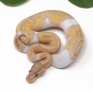 17-7A-Banana-Pied-MW_2025-300x296 17-7A Banana Pied (MW)_2025