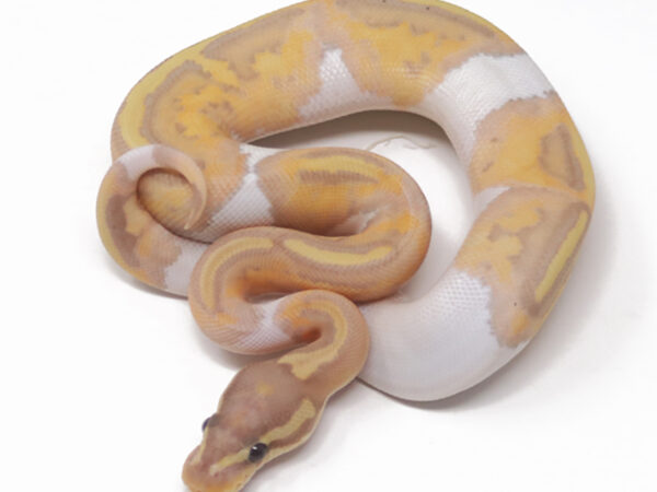 Banana Pied (Female)