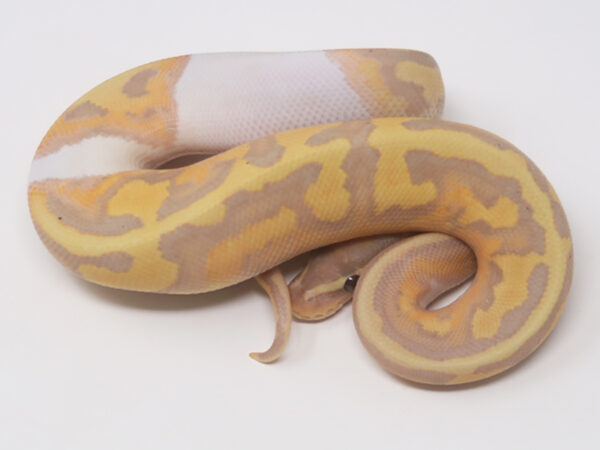 Banana Pied (Male)