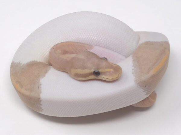 Banana Pied Black Pastel (Female)