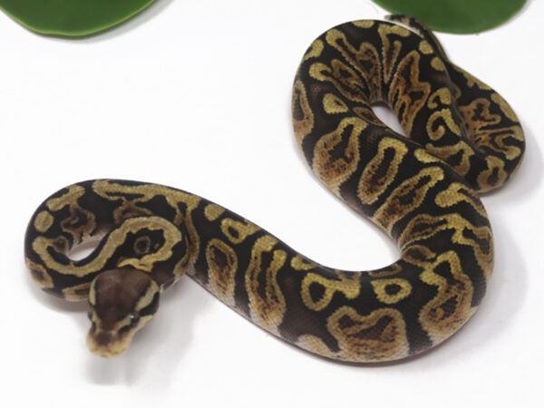 GHI Pastel (Female)