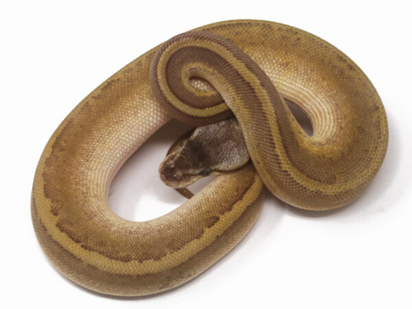 Bongo Lemonblast (Female)