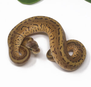 17-9A-Leopard-Lemonblast_2025-300x287 17-9A Leopard Lemonblast_2025