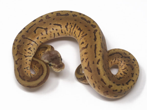 Leopard Lemonblast (Female)