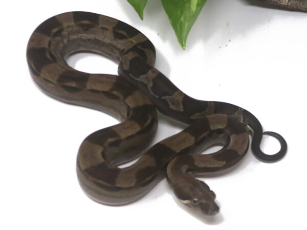 Motley Boa (Female)