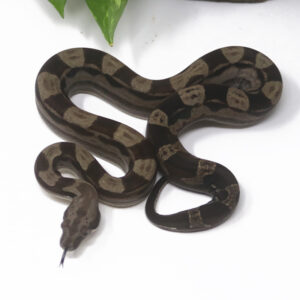 2-14B-Motley-Boa_2025-300x300 2-14B Motley Boa_2025