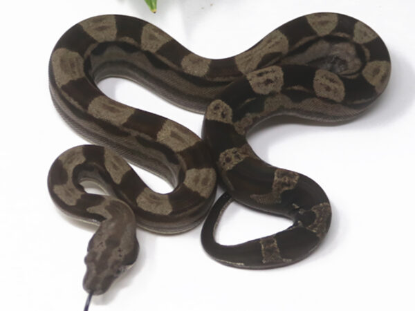 Motley Boa (Female)