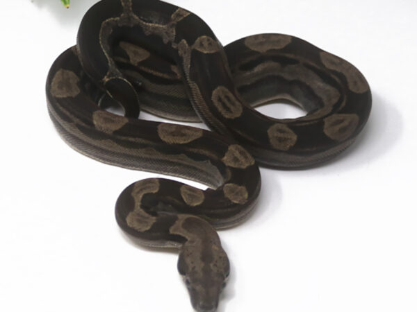Motley Boa (Female)