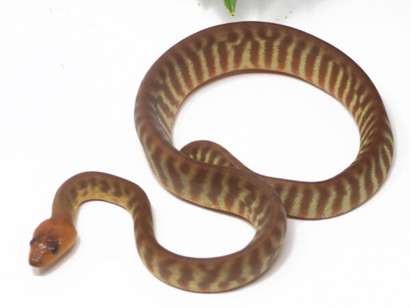 Woma Python (Female)
