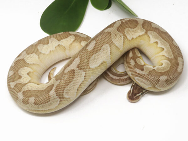 Pewter Butter Enchi (Female)