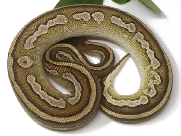 Bongo Mojave (Female)